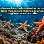 Así evolucionaron las estrellas de mar hace más de 500 millones de años, según un nuevo estudio Así evolucionaron las estrellas de mar hace más de 500 millones de años