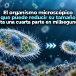 El organismo microscópico que puede reducir su tamaño hasta una cuarta parte